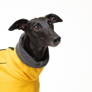 May include: A black Greyhound dog wearing a yellow hooded sweater with black trim. The dog is looking to the right of the frame.