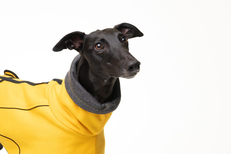 May include: A black Greyhound dog wearing a yellow hooded sweater with black trim. The dog is looking to the right of the frame.