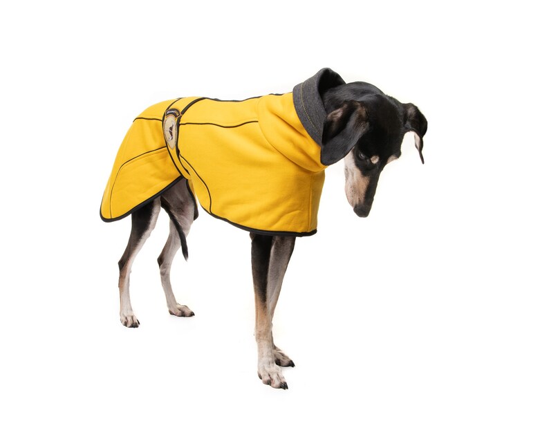May include: A black and brown dog wearing a yellow fleece dog coat with black trim.