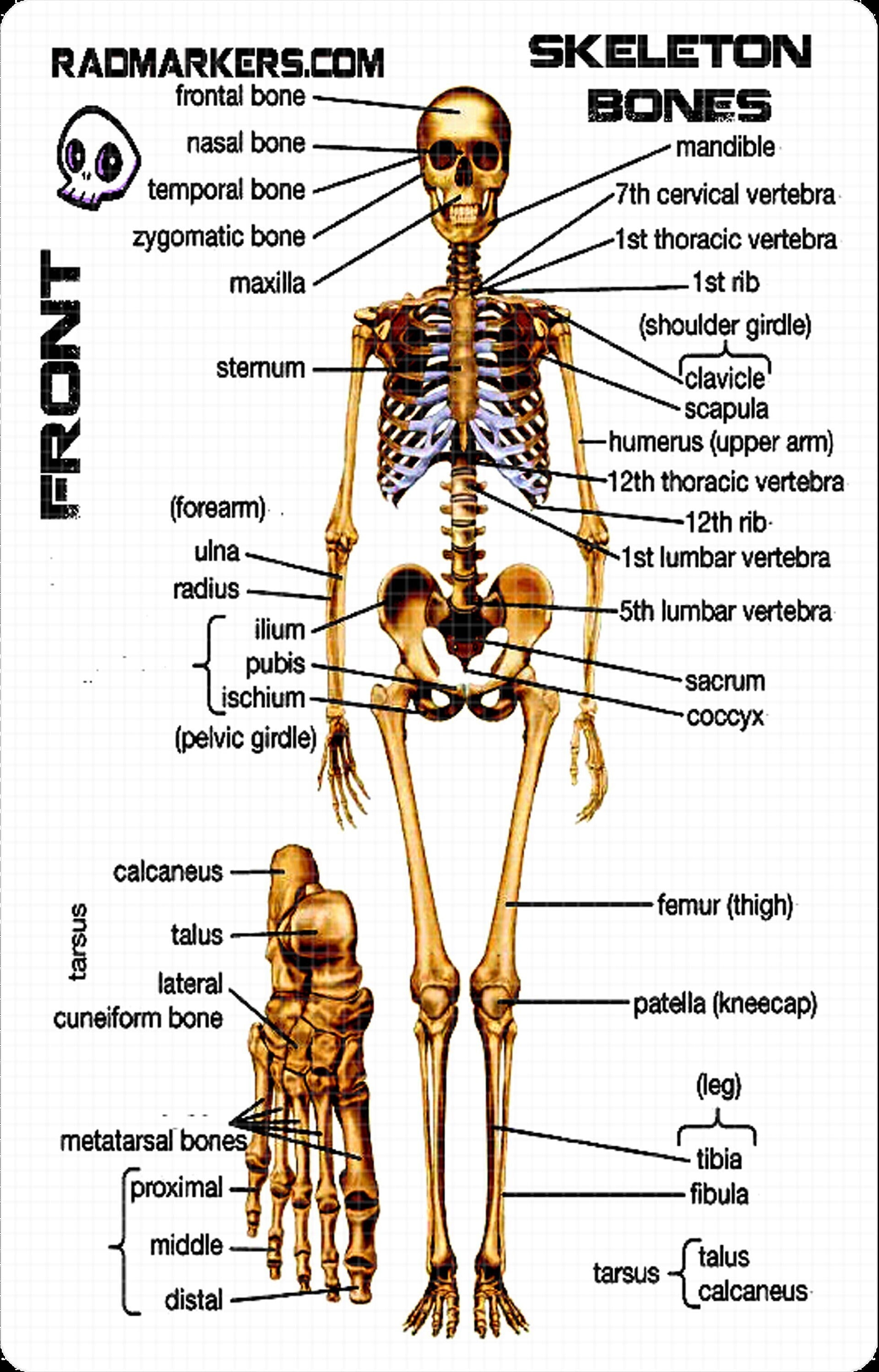 Skeleton Study Card