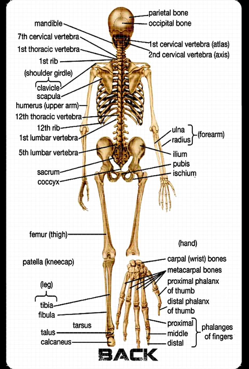 Skeleton Study Card - Etsy