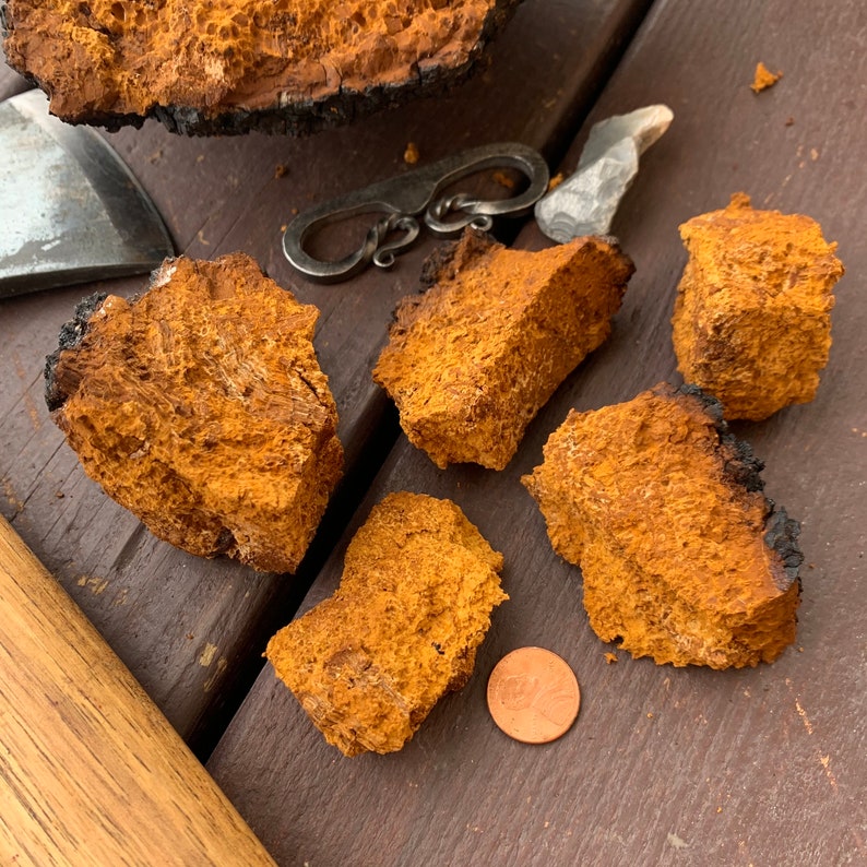 Alaska Chaga Fungus Tinder Bushcraft Flint & Steel Fire Etsy