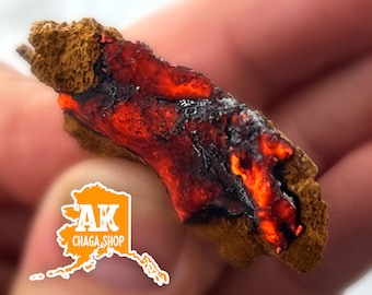 Alaska Chaga Fungus Tinder Bushcraft Flint & Steel Fire Starter (see video)