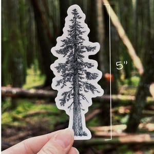 May include: A black and white sticker featuring a detailed illustration of a tall evergreen tree. The sticker is approximately 5 inches (12.7 cm) tall and is held against a blurred forest background.