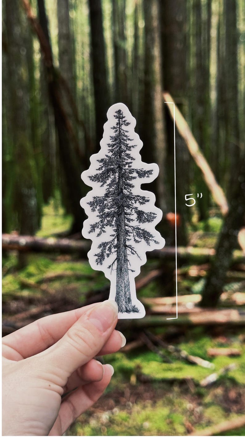 May include: A black and white sticker featuring a detailed illustration of a tall evergreen tree. The sticker is approximately 5 inches (12.7 cm) tall and is held against a blurred forest background.
