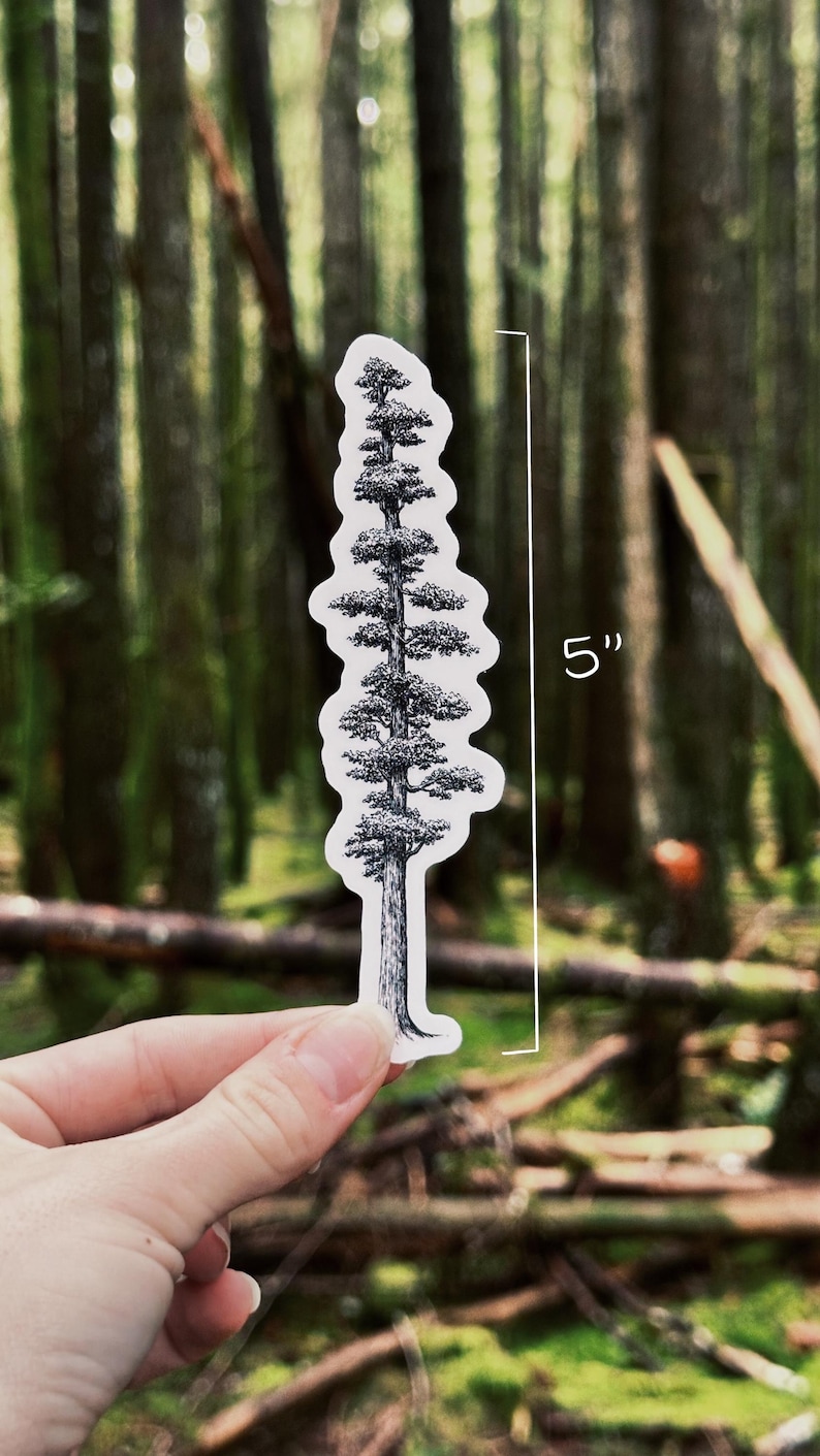 May include: A black and white sticker of a tall tree, approximately 5 inches in height. The sticker is held in front of a blurred forest background. The tree illustration has detailed branches and foliage.