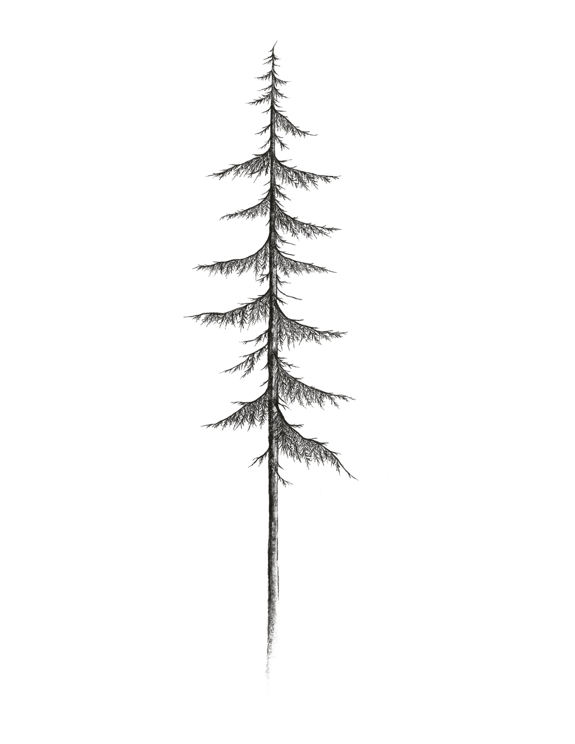 Narrow Pine 8x10 Printable// West Coast Tree Collection// PNW | Etsy
