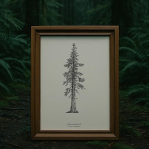 Sitka Spruce Art Print| Northwest Trees Artwork| PNW Prints| National Parks Artwork| Tree Species Art| Tree Illustration| Forest Art Print
