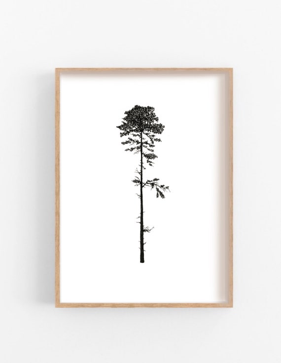 Douglas Fir 8x10 Printable// PNW Poster Art// West Coast Tree - Etsy
