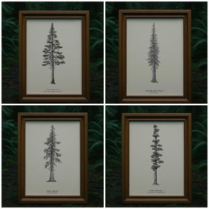 May include: A set of four framed prints featuring black and white botanical illustrations of trees. Each print displays a single tree species with its common and scientific name printed below: Coast Douglas Fir, Western Red Cedar, Sitka Spruce, and Giant Sequoia.