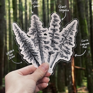 May include: A hand holds four tree stickers: Western Red Cedar, Sitka Spruce, Giant Sequoia, and Sierra Lodgepole Pine. The stickers are black and white illustrations of the trees, with white outlines. The background is a blurred forest scene.