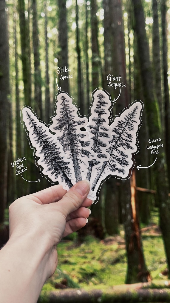 Western Tree Sticker Bundle – Western Red Cedar, Sitka Spruce, Giant Sequoia & Sierra Pine