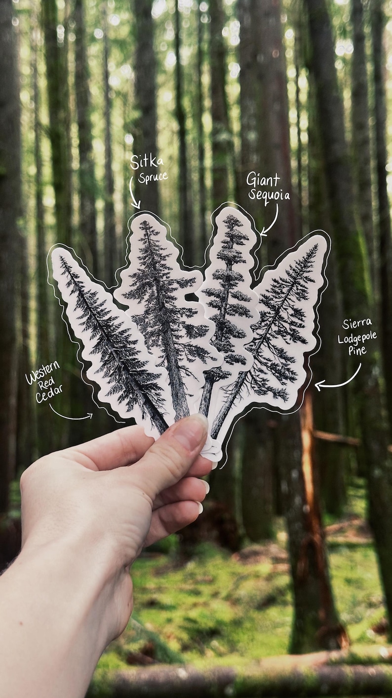 May include: A hand holds four tree stickers: Western Red Cedar, Sitka Spruce, Giant Sequoia, and Sierra Lodgepole Pine. The stickers are black and white illustrations of the trees, with white outlines. The background is a blurred forest scene.