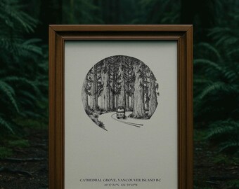 Cathedral Grove Print: Vancouver Island Ancient Trees Artwork