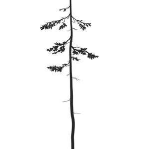 Western Hemlock 8x10 Printable// PNW Digital Poster// West Coast Artwork// Forest Trees Art// Minimalistic Artwork// Van Life Art// Cottage image 4