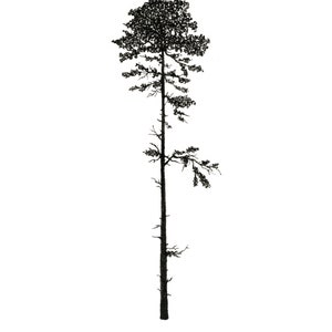 Douglas Fir 8x10 Printable// PNW Poster Art// West Coast Tree ...