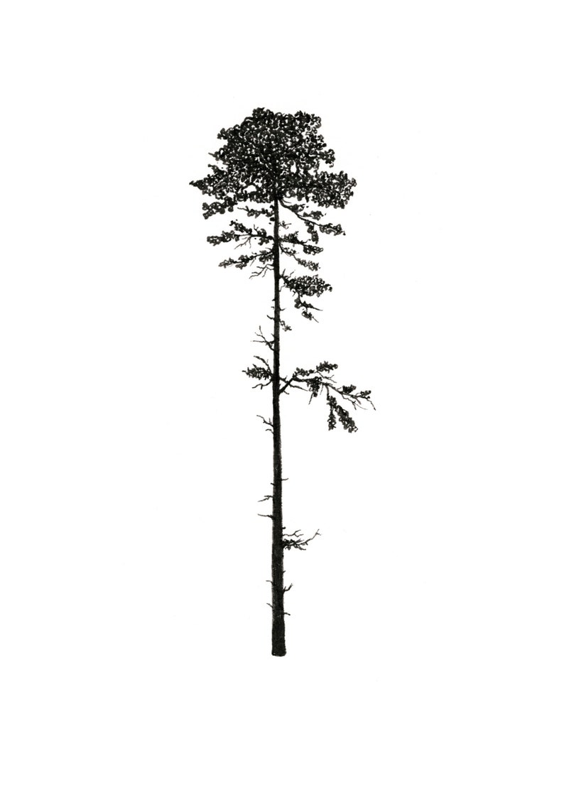 Douglas Fir 8x10 Printable// PNW Poster Art// West Coast Tree - Etsy