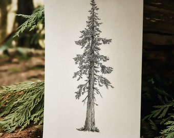 Sitka Spruce Print 5x9”| Simple Tree Illustration| Wilderness Line Art Print| B&W Sequoia Drawing| Old Growth Trees| Ancient Forests Poster
