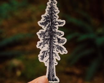 Sitka Spruce Vinyl Sticker: Hand-Drawn Evergreen Tree Decal