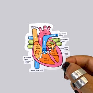 Labeled Heart Diagram Colorful Waterproof Sticker | Labeled Heart Diagram Colorful for Notebook Learning Studying Guide Magnet