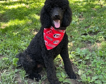 May include: A black poodle sits in a grassy area, wearing a red bandana. The bandana has the word "CANES" and a logo printed on it. The dog's tongue is visible, and it appears to be panting. The background includes green grass and foliage.