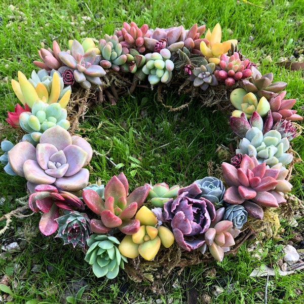 6” Succulent Wreath DIY Craft Kit