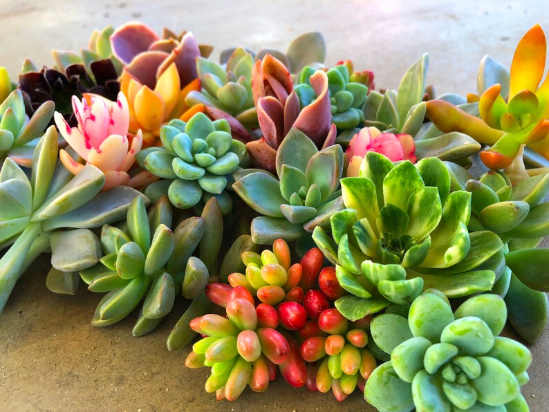 20 Colorful Succulent Cuttings
