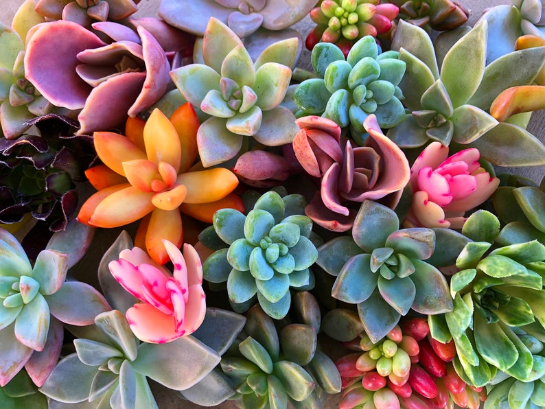 20 Colorful Succulent Cuttings