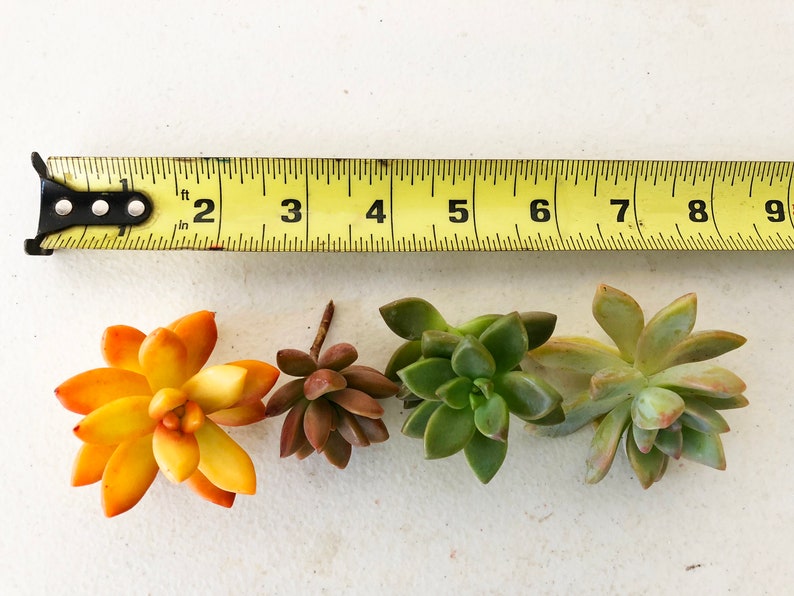 20 Colorful Succulent Cuttings