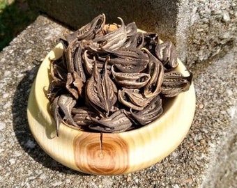 Bat Head Root