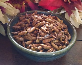 Balm of Gilead Buds