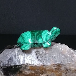 Malachite turtle