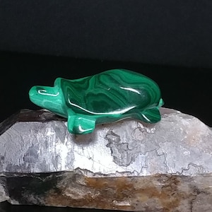 Tortuga malaquita