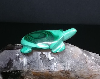 Malachite turtle