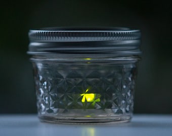 LED Pet Firefly