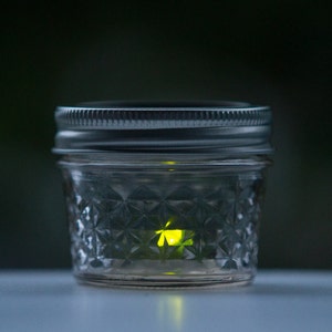 LED Pet Firefly