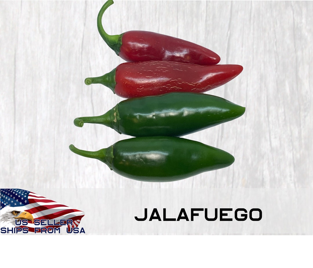 Jalafuego jalapeno pepper seeds 10 jalapeno hot pepper etsy
