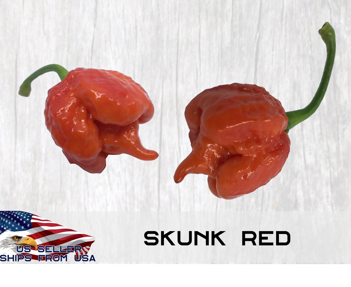 Skunk Red Pepper Seeds 10 Superhot Pepper Superhot Pepper Etsy