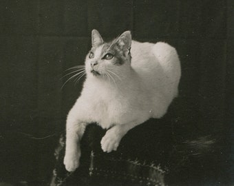 Pretty kitty, antique cat rppc photo