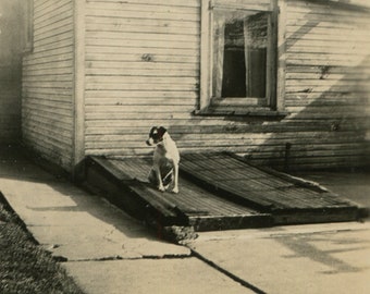 Rob-Roy sunning himself, vintage snapshot photo, great caption