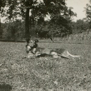 Lounging pup, antique rppc photo