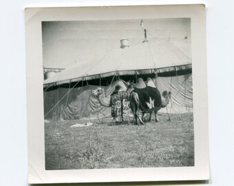 Circus camels, vintage snapshot photo