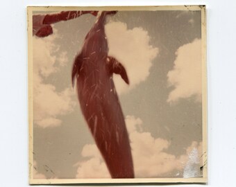 Dolphin, vintage snapshot photo