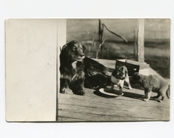 Cats and dogs, antique rppc photo