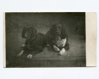 Beloved pets, antique studio photo