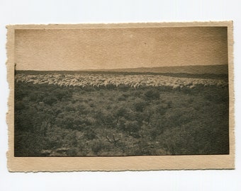 Flock of sheep, antique snapshot photo