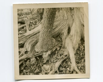Roots, vintage snapshot photo