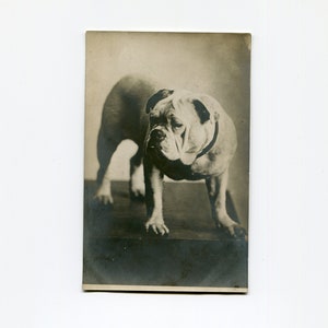 English bulldog, antique rppc photo