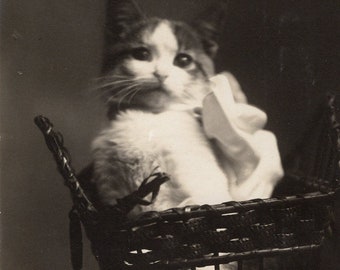 Kitten in a basket, antique rppc photo