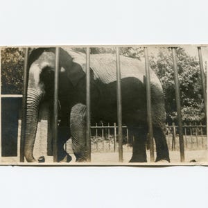 Elephant, antique snapshot photo